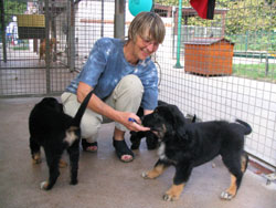 chiots de Sonate  8 semaines avec Maria